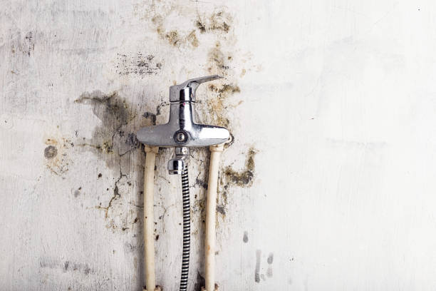 Office Mold Removal Services in Potterville, MI