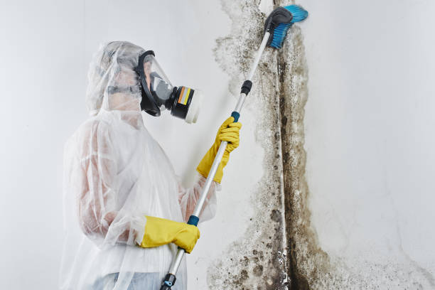 Best Professional Mold Removal  in Potterville, MI