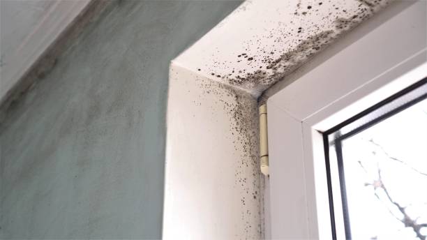 Best Mold Testing  in Potterville, MI