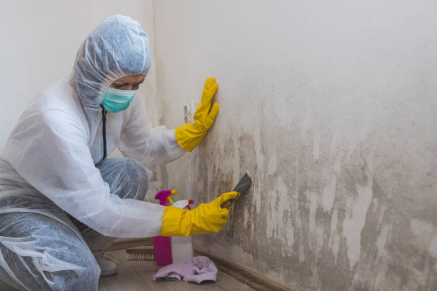 Best Emergency Mold Removal  in Potterville, MI