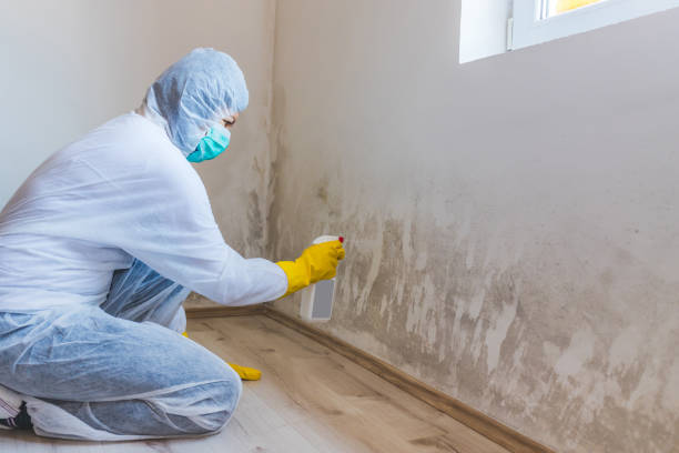 Best Mold Removal Process  in Potterville, MI