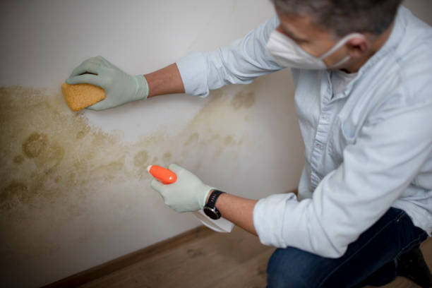 Best Local Mold Removal Service  in Potterville, MI