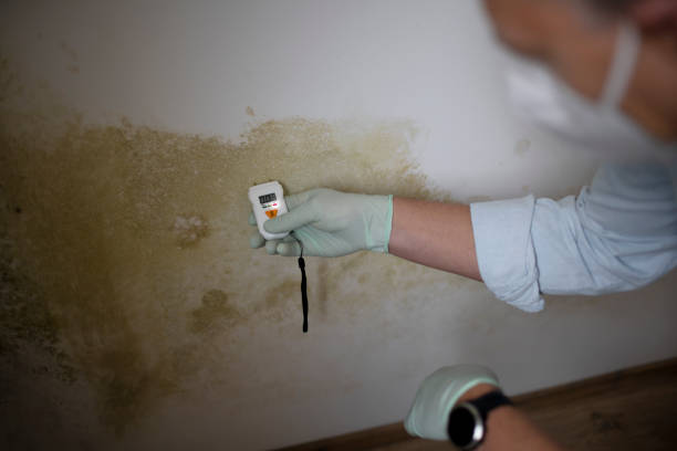 Best Certified Mold Removal  in Potterville, MI