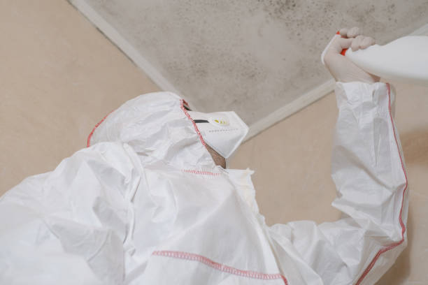 Best Home Mold Removal  in Potterville, MI