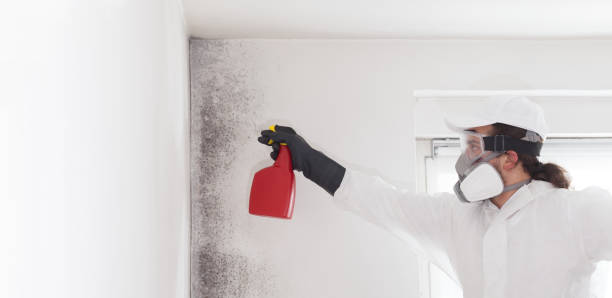 Best Fast Mold Removal  in Potterville, MI