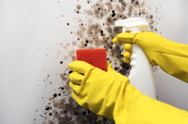  Potterville, MI Mold Removal Pros