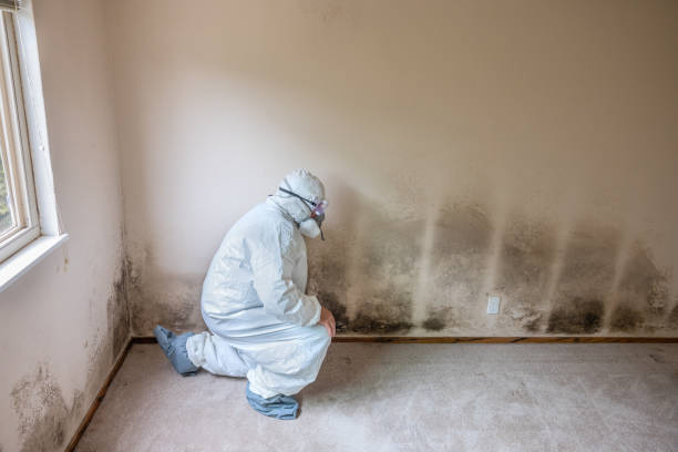 Best Best Mold Removal Companies  in Potterville, MI