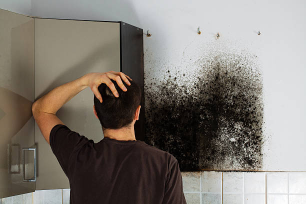 Best Emergency Mold Removal  in Potterville, MI