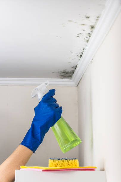Best Mold Cleaning Services  in Potterville, MI