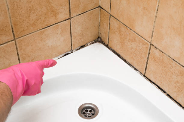 Best Toxic Mold Removal  in Potterville, MI