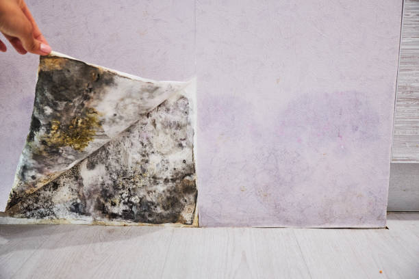 Best Mold Testing  in Potterville, MI